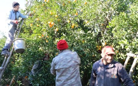 Buz gibi havada hasat başladı. Bahçede kilosu 10 lira