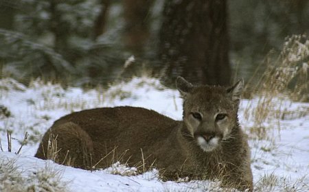 ABD'de dağda yürüyüş yapan kadın puma saldırısında öldü