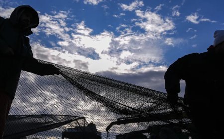 Balıkçılar hamsi ve sardalya bereketinden memnun