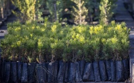 Geçen yıl 517 milyon fidan ve tohum toprakla buluştu