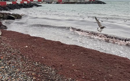 Tekirdağ'da sahiller kıpkırmızı oldu