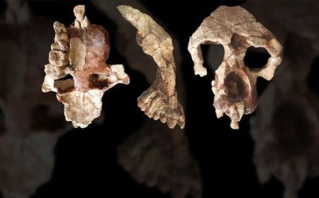 Fas'ta bakanlık duyurdu! Tam 773 bin yıl öncesine ait insan fosilleri