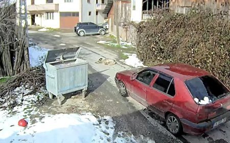 Yolda yatan köpeği ezip, yoluna devam etti