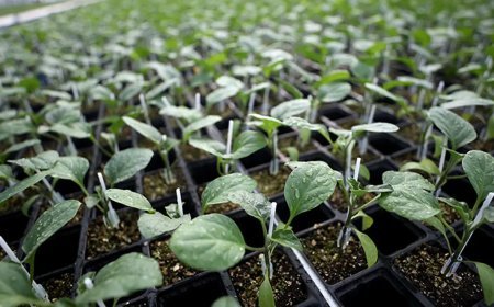 TAEK Projesiyle 512 bin üreticiye destek sağlandı. Türkiye yeşillendirildi