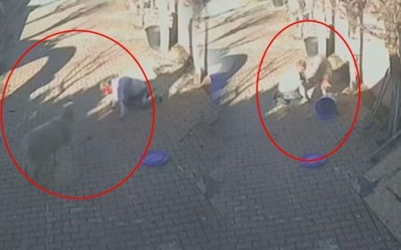 Silivri'de dehşete düşüren koç saldırısı! Sahibini hastanelik etti