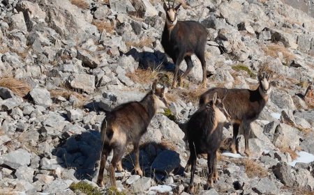 Munzur Dağları’nda çengel boynuzlu keçiler dronla görüntülendi