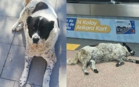 "Matmazel"i döverek katledenler işten atıldı