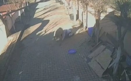 İstanbul'da koç dehşeti. Kuzuyken aldı, büyüyünce kaburgalarını kırdı