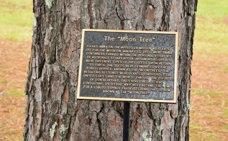 NASA, Ay’dan gelen “kayıp ağaçları” arıyor