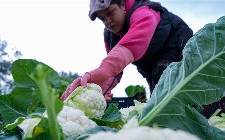 Çiftçilere 226,7 milyon lira tarımsal destekleme ödemesi