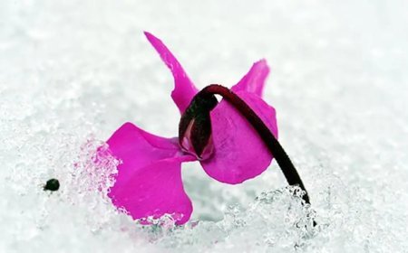 Cemre düşme tarihleri 2026: İlk cemre havaya ne zaman düşecek?