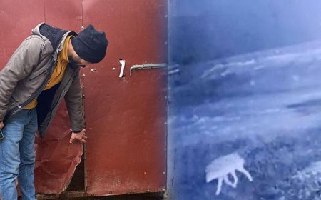 Sis çöktü, felaket geldi! Bir gecede 200 koyun öldü: 'İlk kez böyle bir olayla karşılaştım'