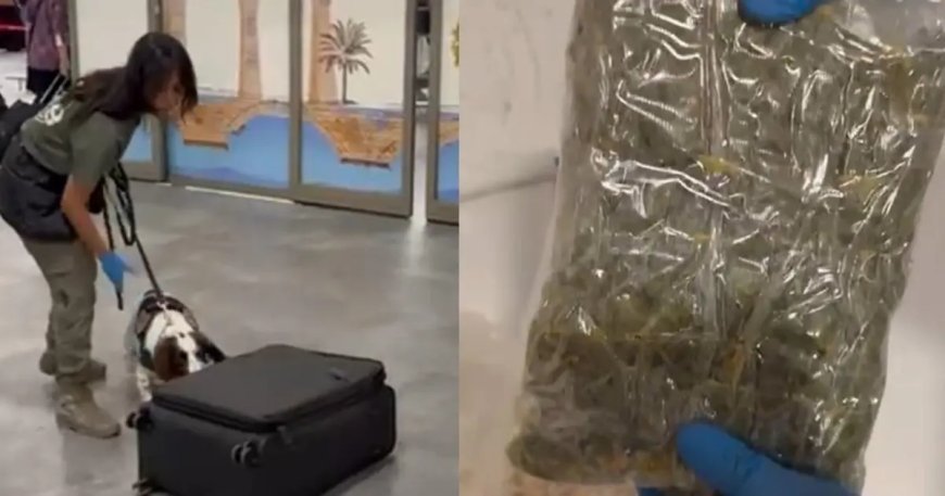 Yolcunun valizinden uyuşturucu çıktı. Mısır gevreği kutularına gizlemiş