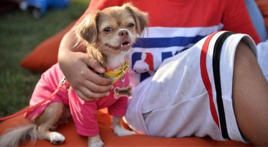 Köpek sayısı çocuk sayısını geçti! 10 yılda demografik yapıda çarpıcı değişim