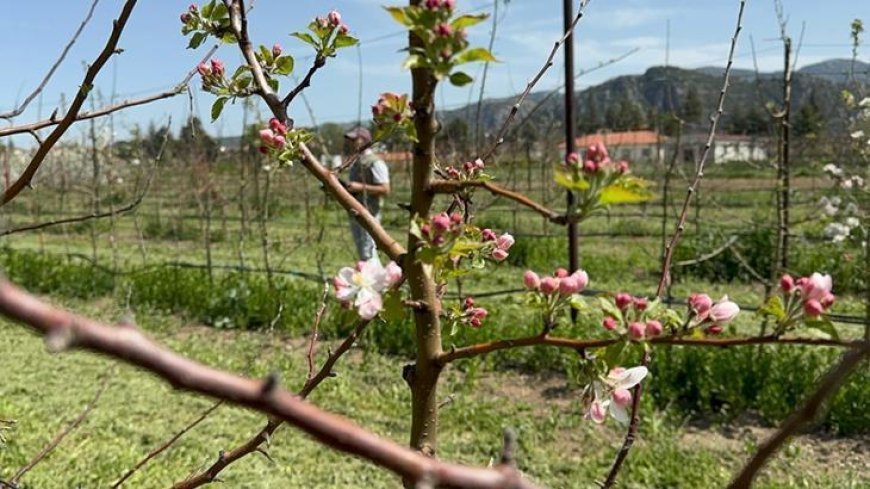 Türkiye'nin elma bahçesi Isparta'da zirai dona karşı yerli çeşitler geliştiriliyor