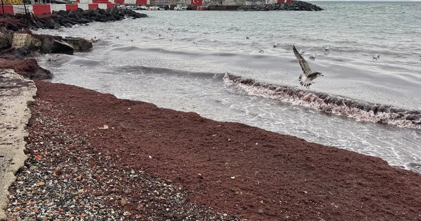 Tekirdağ'da sahiller kıpkırmızı oldu