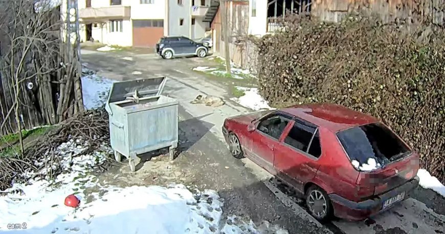 Yolda yatan köpeği ezip, yoluna devam etti