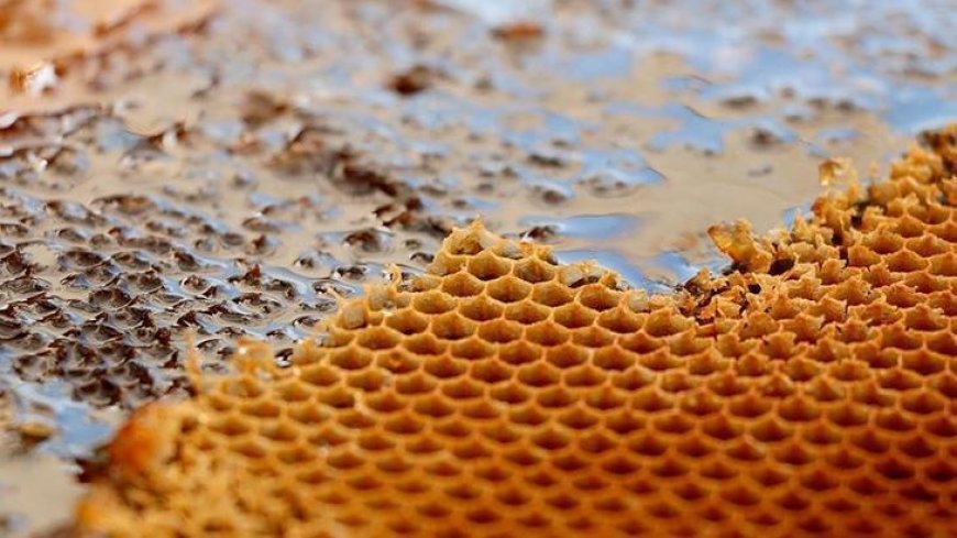 Gündem haberleri! Dünyanın en pahalı balı nerede? Dünyanın en pahalı balı fiyatı ne kadar?