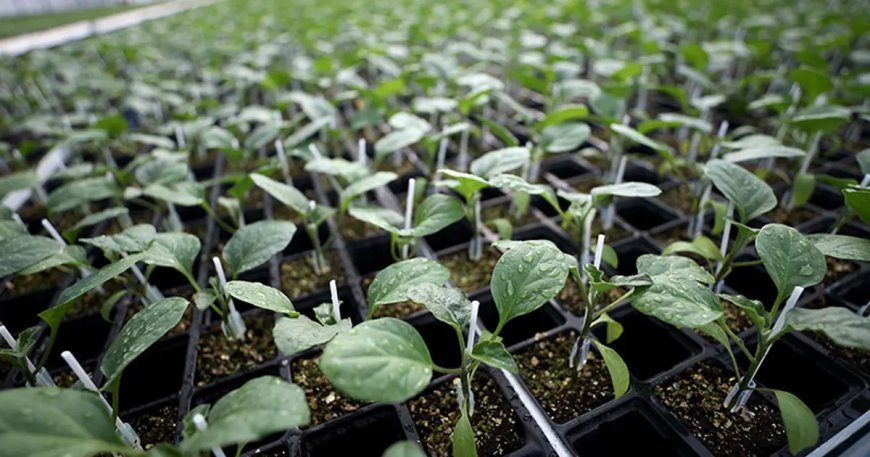 TAEK Projesiyle 512 bin üreticiye destek sağlandı. Türkiye yeşillendirildi