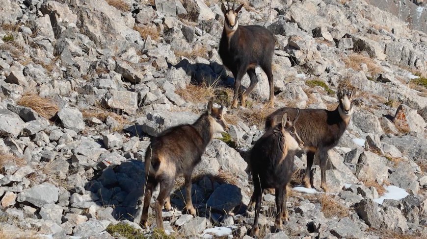 Munzur Dağları’nda çengel boynuzlu keçiler dronla görüntülendi