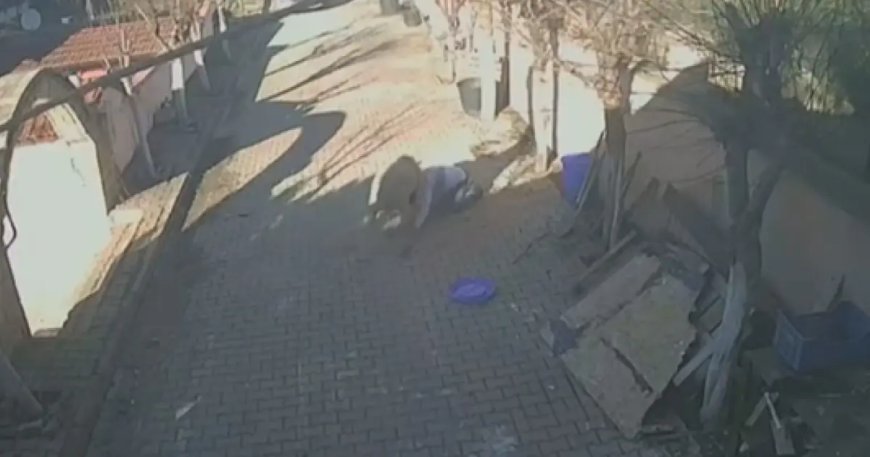 İstanbul'da koç dehşeti. Kuzuyken aldı, büyüyünce kaburgalarını kırdı