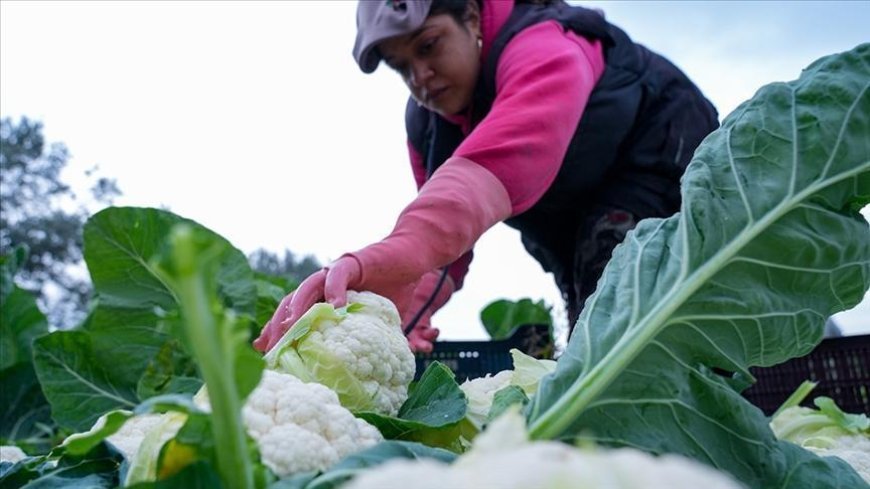 Çiftçilere 226,7 milyon lira tarımsal destekleme ödemesi