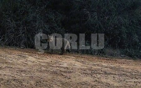 Ganos Dağları'nda yaban kedisi görüldü