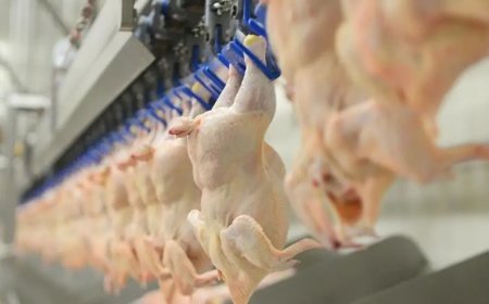 Tavuğa Ramazan öncesi zam kararı. Ticaret Bakanlığı ihracatı durdurulacak