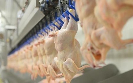 Son dakika: Tavuk ürünleri ihracatı yarın durdurulacak