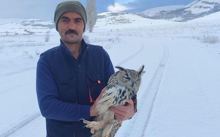 Bayburt’ta puhu yaralı sanıldı, kuduz çıktı! Kendi boynunu kırdı