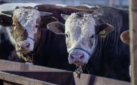 Et ve Süt Kurumundan besilik hayvanların teslimat süreçlerine ilişkin açıklama