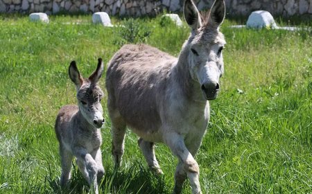 TÜİK verileri açıkladı. At, eşek ve katır sayısında büyük düşüş