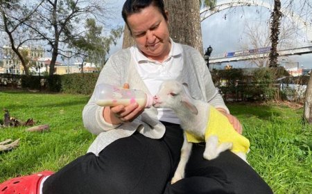 Annesi reddetti, o sahiplendi! 'Kuzu Naciye' salıncakta sallanıyor, misafirliğe gidiyor