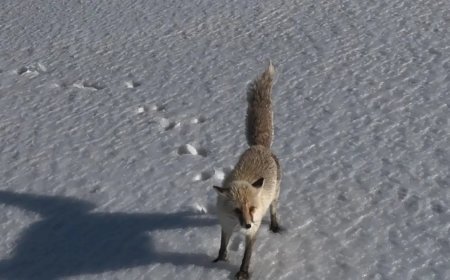 Tilkinin dron ile imtihanı. Verdiği tepki izleyenleri gülümsetti