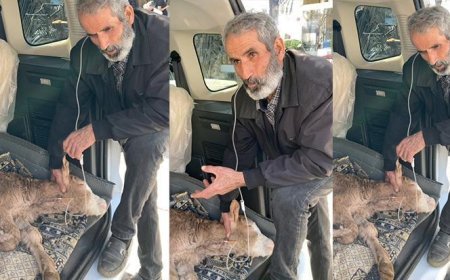 Batman’da besici, hastalanan buzağısına bagajda serum takıp başında uzun hava okudu