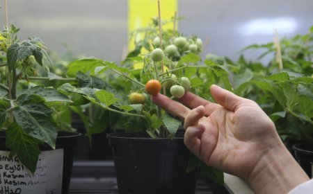 Türk bilim insanları, Ay ve Mars şartlarında domates yetiştirdi