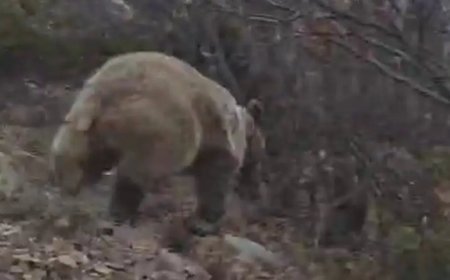 Korku dolu anlar. Arazide ayı ile karşı karşıya kaldı