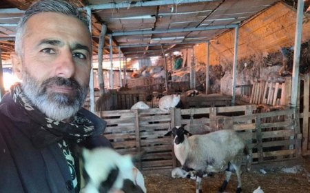 Hobi olarak 4 koyunla başladı! 600 hayvan sayısına ulaştı