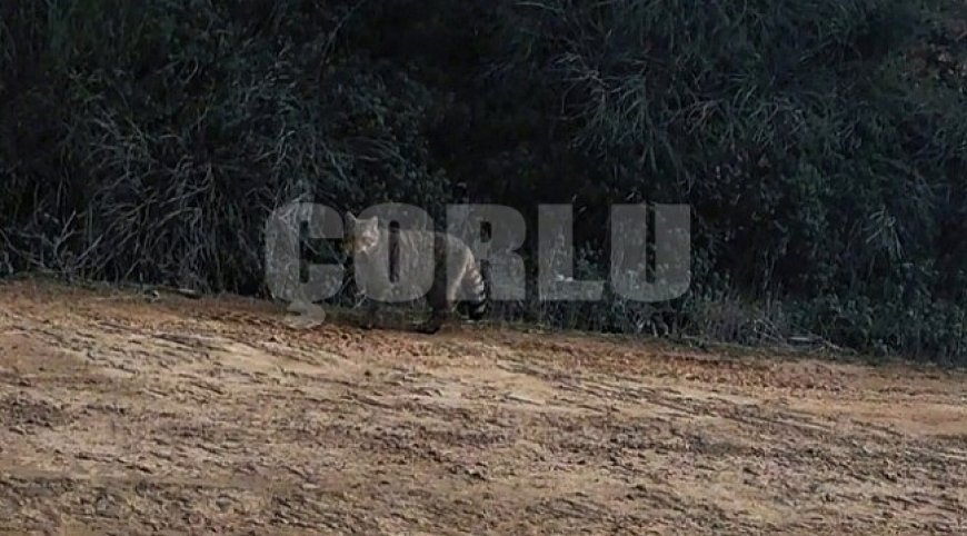 Ganos Dağları'nda yaban kedisi görüldü