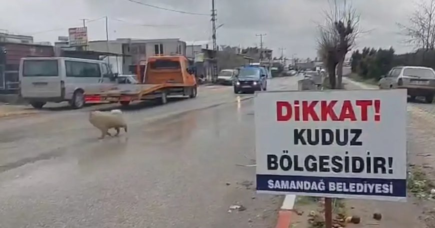 Hatay'da 4 mahalle kuduz nedeniyle karantinaya alındı
