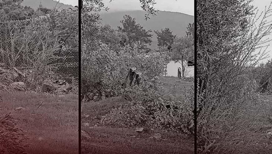 CHP'de 'zeytin' krizi! Bakan Yumaklı: 100 yıllık zeytin ağaçlarının kesilmesi CHP’lilere serbest mi?