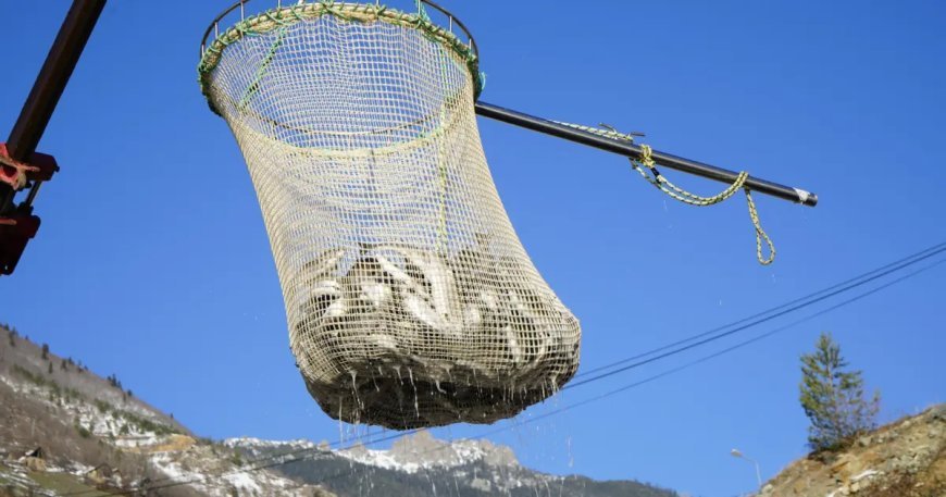 Denizi olmayan şehrin alabalıkları, yurtdışı pazarlarına gönderiliyor