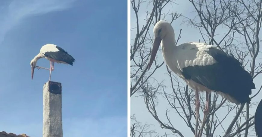 Bu sene bir ilk mi yaşanacak? Eşi geldi, Adem Amca'nın Yaren leylek nöbeti başladı