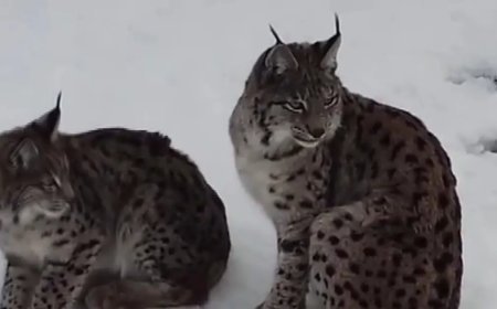 Vaşak ailesi böyle görüntülendi