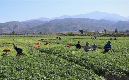 Tarım işçilerinin günlük ücreti arttı