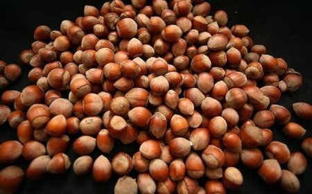 Fındık ihracatından iki ayda 388 milyon doları aşkın gelir!