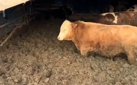 Hayvanları kilo alsınlar diye çamura sapladılar, cezayı yediler