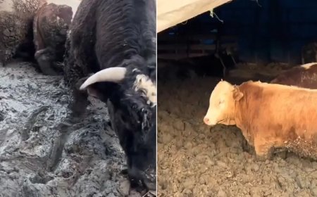 Hayvanlar hızlı kilo alsın diye Kurban Bayramı öncesi insanlık dışı görüntü. Bakanlık inceleme başlattı