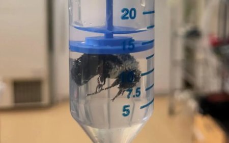 Su altında bir hafta yaşayabilen arı keşfedildi