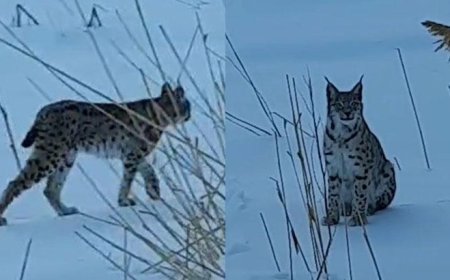 Koruma altındaki türler arasında olan vaşak Bayburt'ta görüldü